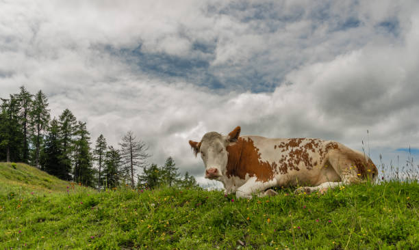 istock Red cow lying in big Austria mountains on green fresh meadow 1328173257