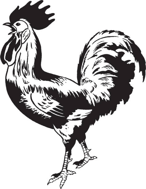 Over 100 Free Rooster Vectors - Pixabay - Pixabay