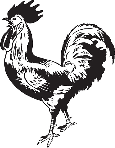 Standing rooster