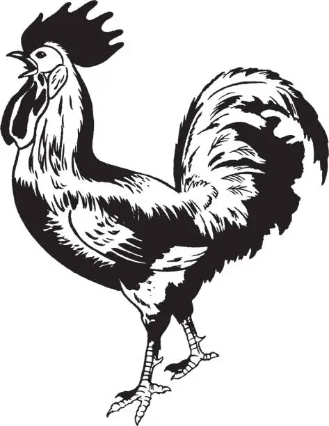 Vector illustration of Standing rooster