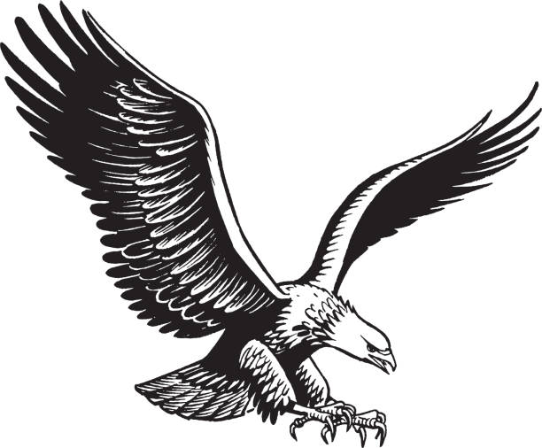 орел в полете - орёл stock illustrations