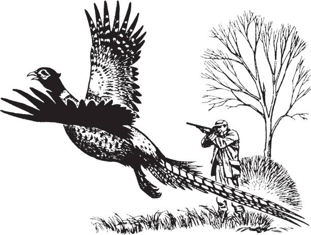 вид охотника, стреляющий в летающего фазана - pheasant hunter stock illustrations