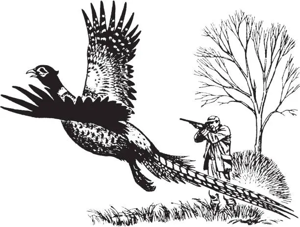 Vector illustration of View of hunter shooting to flying pheasant