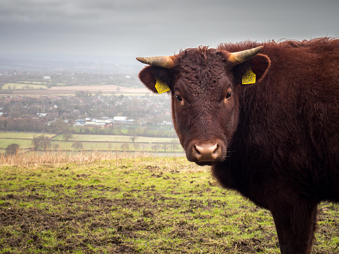 A cow in England's South Downs National Park.