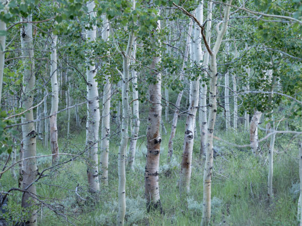 istock Birch trees in the California eastern Sierra mountains 1328174535