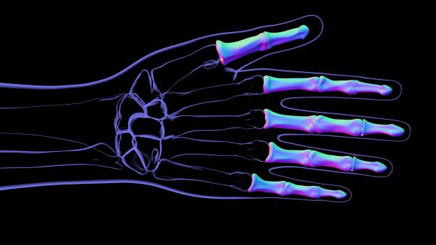 istock Human Skeleton Hand Phalanges Bone Anatomy For Medical Concept 1328175477