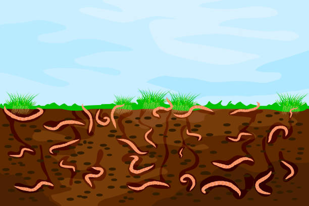 ilustrações de stock, clip art, desenhos animados e ícones de ground cutaway with earthworms. worms in garden soil. - worm poop
