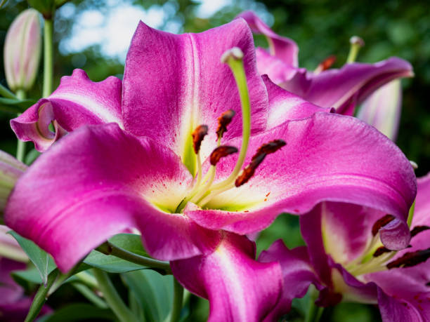 magenta oriental-trompete hybrid lily no estado de washington - seattle close up petal purple - fotografias e filmes do acervo