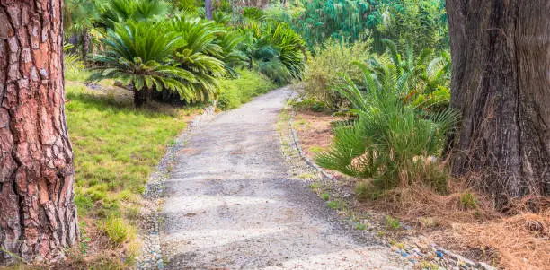 Relaxing and peaceful pathway in botanical garden during summer season