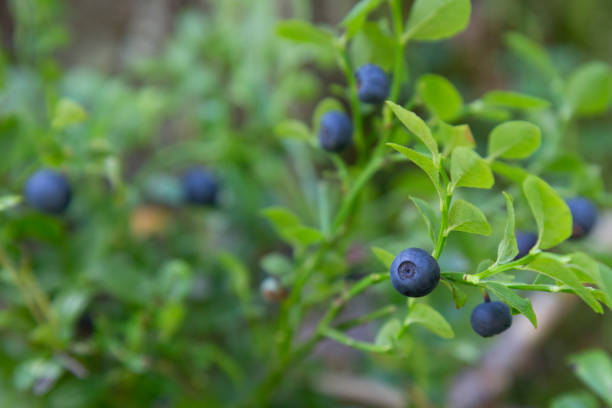 istock Blueberries in the summer forest. 1328177932