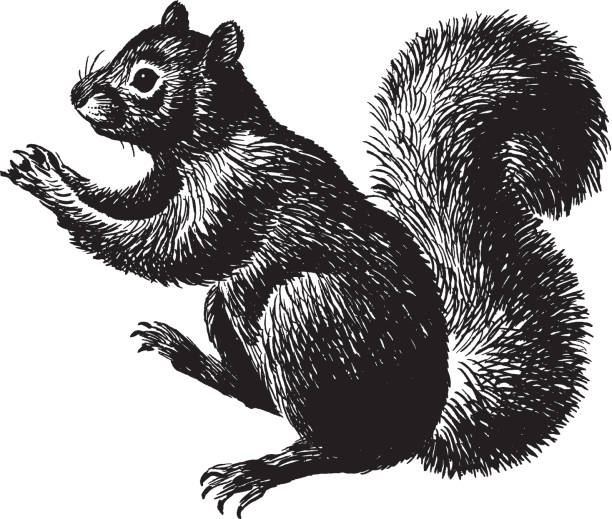 illustration des eichhörnchens - eichhörnchen stock-grafiken, -clipart, -cartoons und -symbole