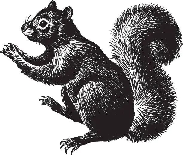 Vector illustration of Illustration of squirrel