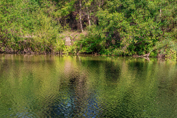 istock A lake with ripples on the water and a forest shore 1328178273