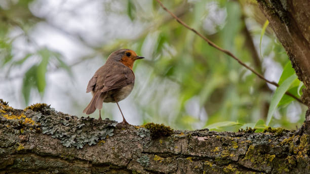 istock Robin redbreast perched on a branch in a forest 1328178705