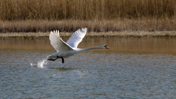 istock A mute swan taking off from a lake 1328178768
