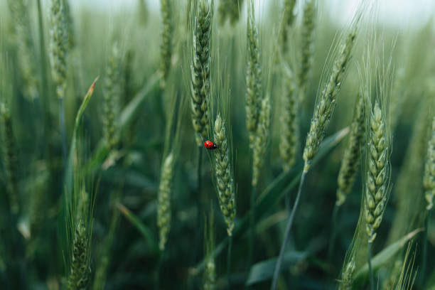 istock Organic green wheat close up. ladybug sitting on wheat. background 1328178775