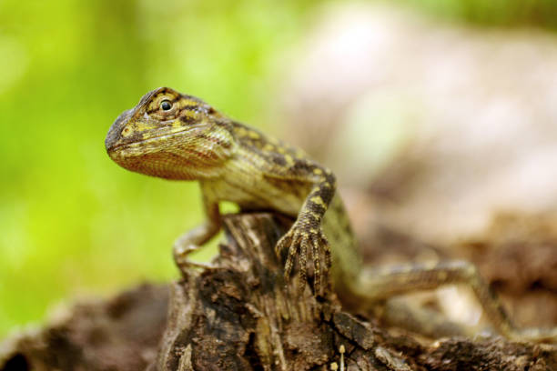 A lizard is a type of reptile that has scales for skin, a long body, a pointy tail, and usually four legs. And they breathe fire. Lizards can be smaller than an inch long, or massive in size and weight  like the Komodo dragon, which can grow over ten feet in length.