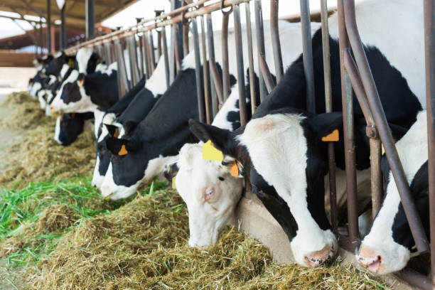 istock Cows eating hay in outdoor cowshed on dairy farm 1328178878