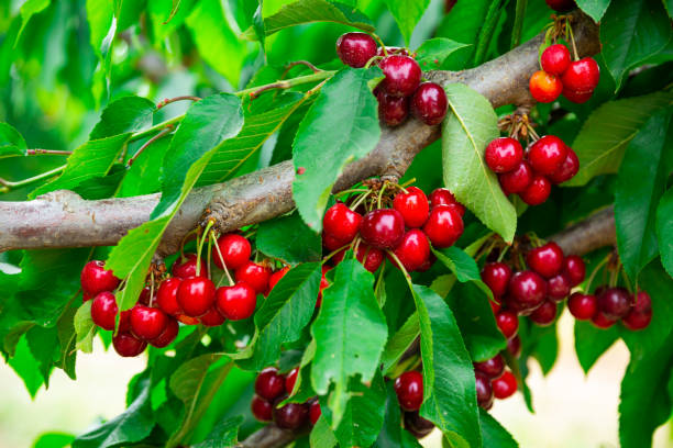 istock Sweet cherry hanging on tree in garden 1328179761
