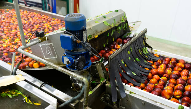 istock Washing peaches on production line in packaging workshop 1328179828