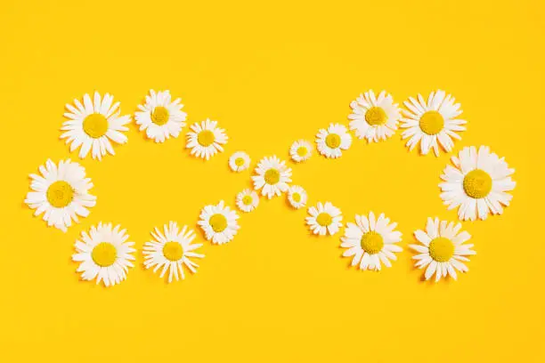 Bright background with white chamomiles. Infinity. Daisy on yellow background. Flat lay