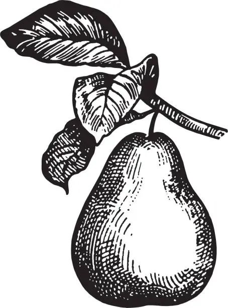 Vector illustration of Pear