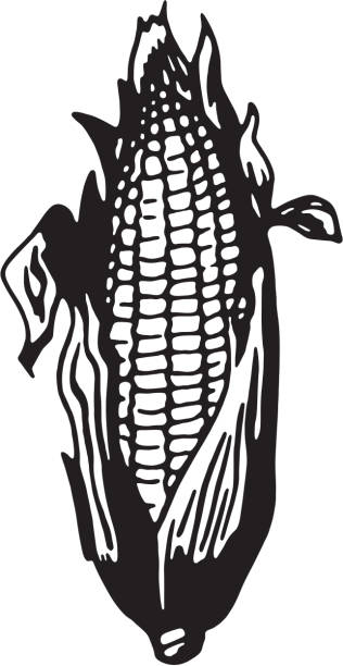 ilustraciones, imágenes clip art, dibujos animados e iconos de stock de mazorca de maíz - corn corn crop corn on the cob food