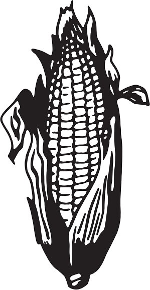 Cob of Corn