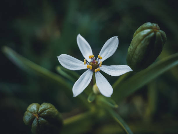 Close up view of small white flower