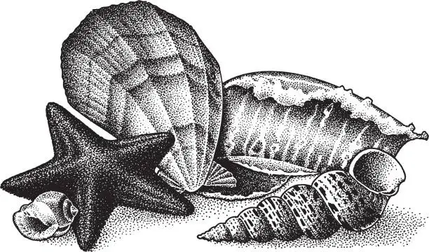 Vector illustration of Seashells