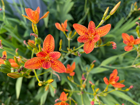 Flowers of a blackberry lily