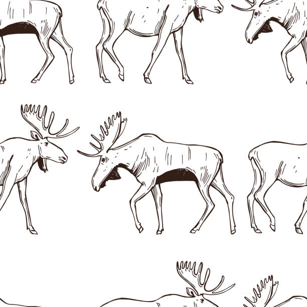 Free Vector Moose Pattern 4,200+ Moose Drawing Stock Photos, Pictures & Royalty-Free Images - iStock