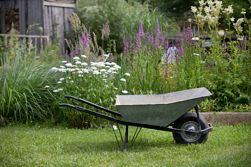 empty wheelbarrow is ready in the flower garden