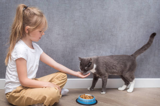 niño alimenta a su gato con comida seca. retrato sobre fondo gris - domestic cat child little girls kitten fotografías e imágenes de stock