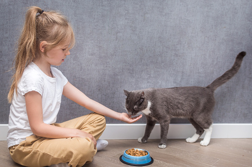 child feeds his cat with dry food. Portrait on a gray background