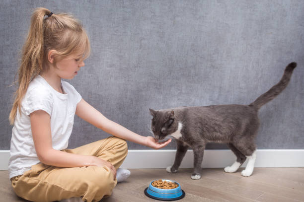 child feeds his cat with dry food. Portrait on a gray background stock photo