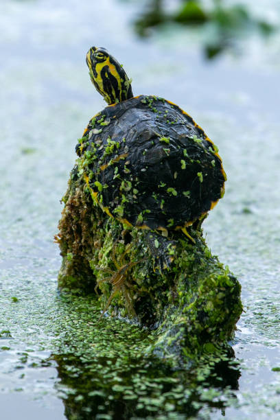 istock Yellow Bellied Slider Covered in Seed Pods 1328183241