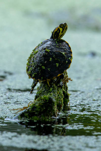 istock Yellow Bellied Slider Covered in Seed Pods 1328183252
