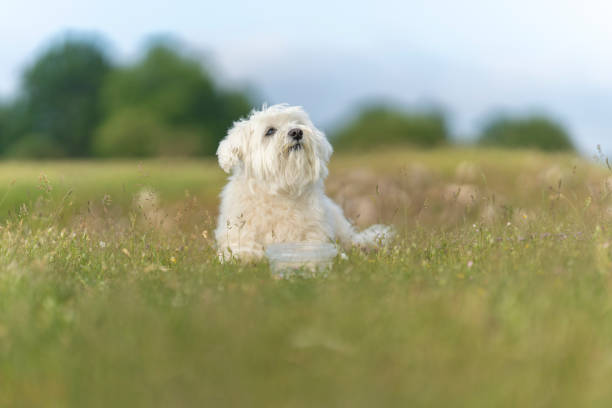istock Maltese bichon in the field. 1328183410