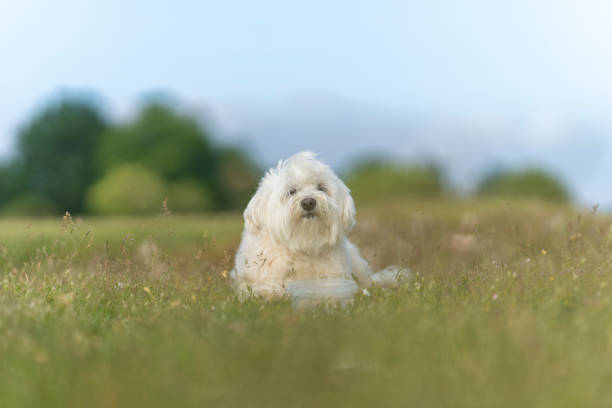 istock Maltese bichon in the field. 1328183445