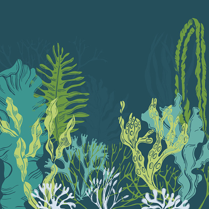 Hand drawn edible  algae. Vector background.