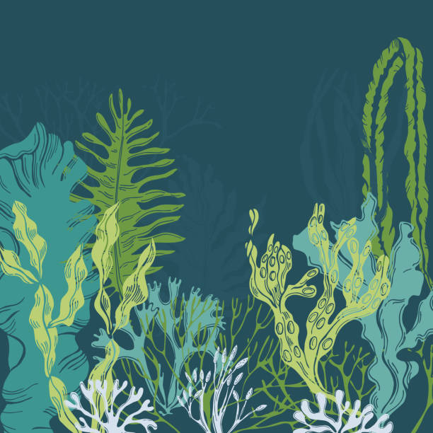 Edible  algae. Vector background. Hand drawn edible  algae. Vector background. kelp stock illustrations