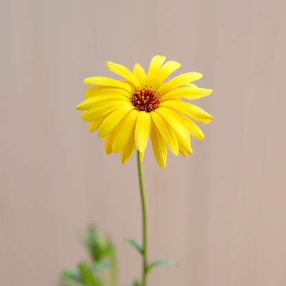 Yellow Arnica flower isolated in a blurry background. Herbal medicine.