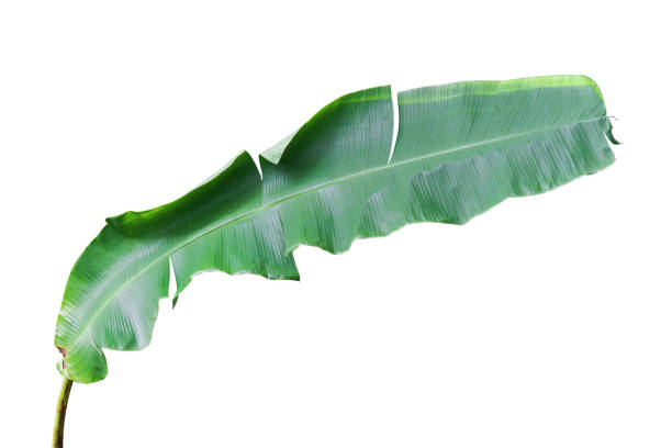 istock Banana Leaf Isolated on White Background with Clipping Path 1328184374