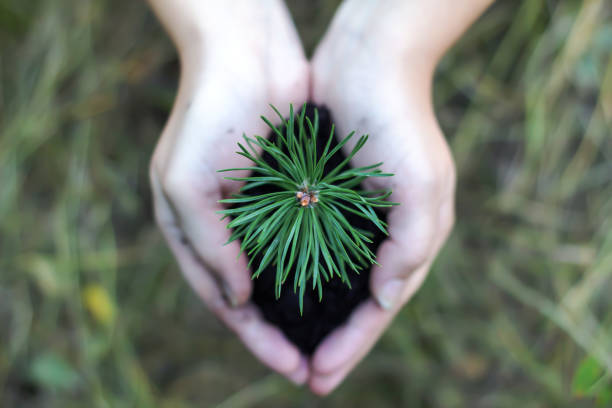 istock The gardener holds the soil and a cedar branch 1328186181