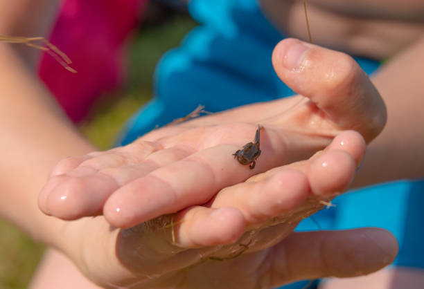 istock A frog tadpole with developed limbs held in a hand.. 1328186243