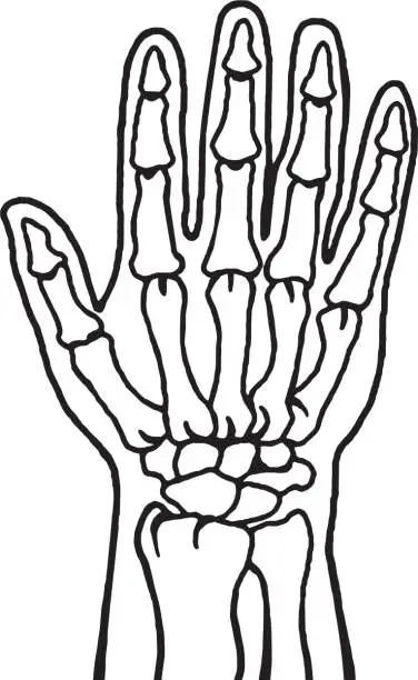 Vector illustration of Hand Bones