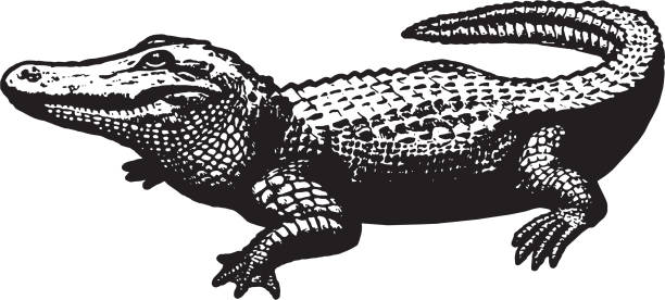 aligator - krokodyl stock illustrations