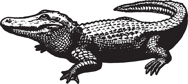 Alligator