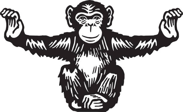 ilustrações de stock, clip art, desenhos animados e ícones de chimpanzee with arms spread apart - monkey